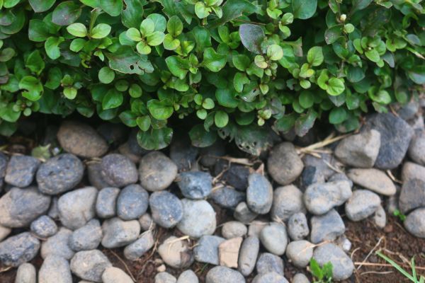 River Stone Installation in Santa Ana