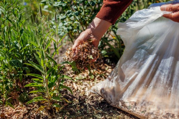 Wood Mulch Installation in Santa Ana