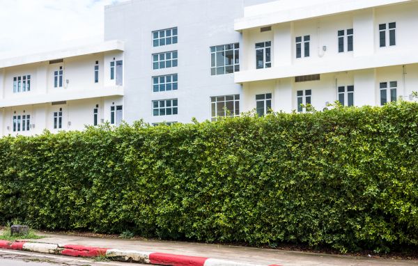Privacy Landscaping in Santa Ana