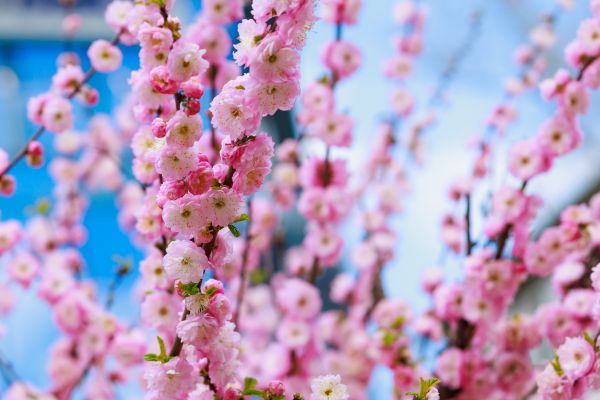 Japanese Cherry Tree Planting in Santa Ana