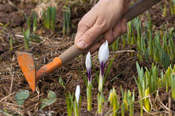 Flower Garden Weeding in Santa Ana