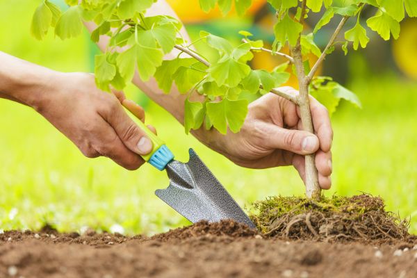 Fruit Tree Planting in Santa Ana