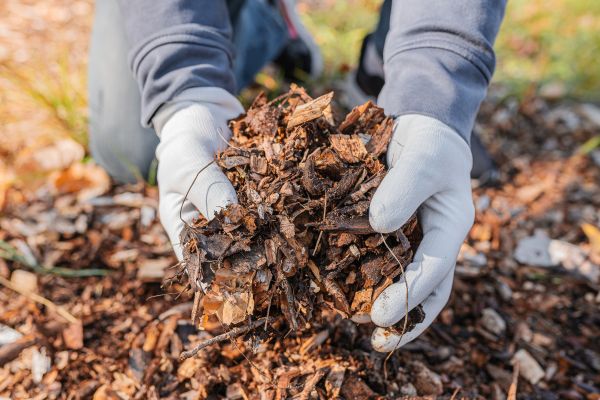 Shredded Mulch Installation in Santa Ana