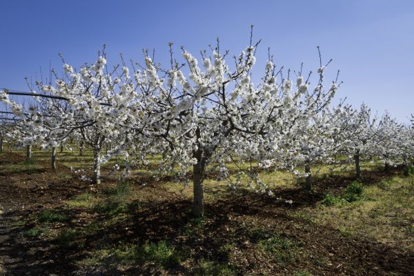 Orchard Planting in Santa Ana