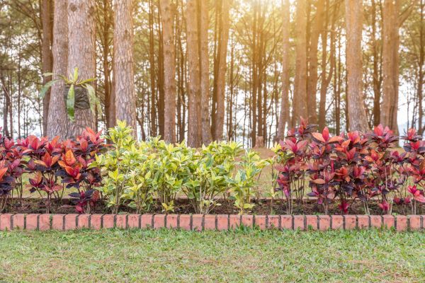 Small Garden Landscaping in Santa Ana