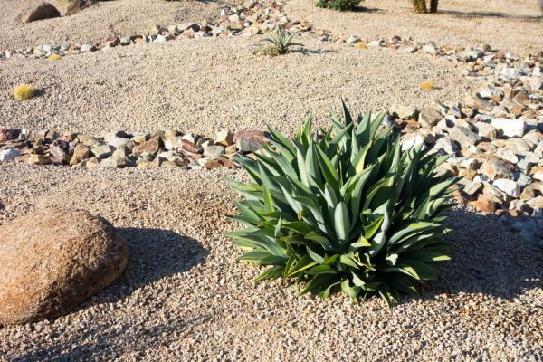 Xeriscaping Service in Santa Ana
