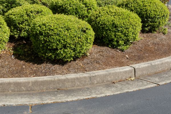 Pine Mulch Installation in Santa Ana