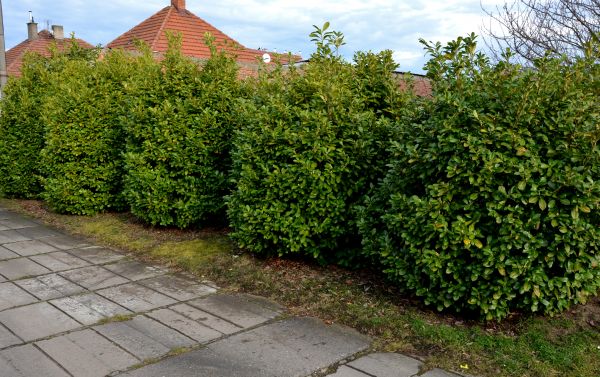 Privacy Shrub Installation in Santa Ana