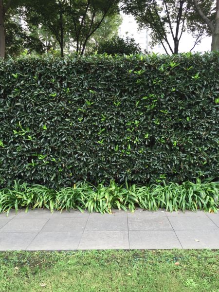 Privacy Shrub Planting in Santa Ana