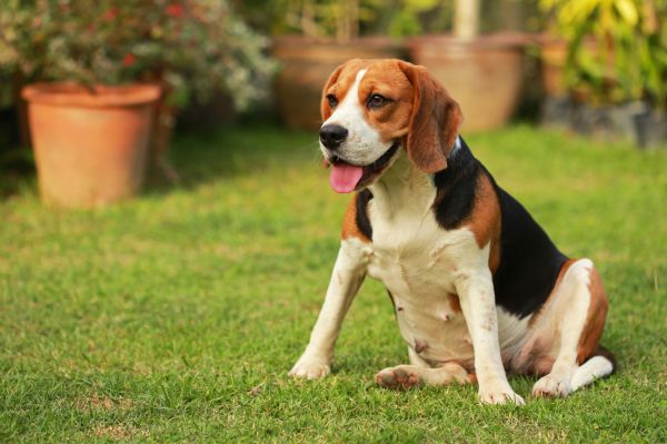 Dog Friendly Landscaping in Santa Ana