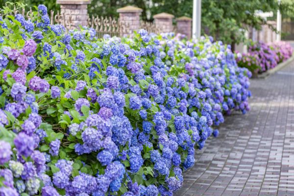 Hydrangea Landscaping in Santa Ana