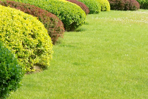 Shrubbery Planting in Santa Ana