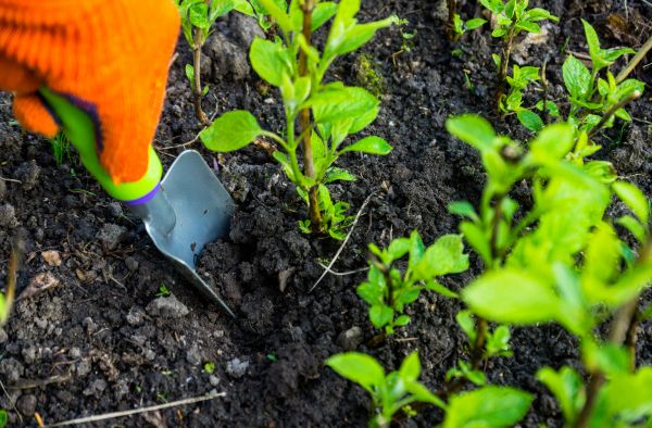 Hydrangea Planting in Santa Ana