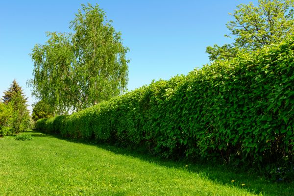 Hedge Replacement in Santa Ana