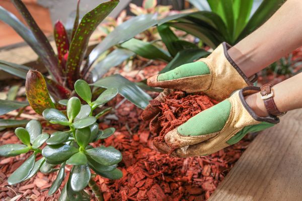 Cedar Mulch Installation in Santa Ana