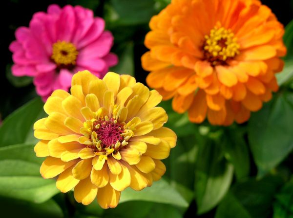 Zinnia Planting in Santa Ana