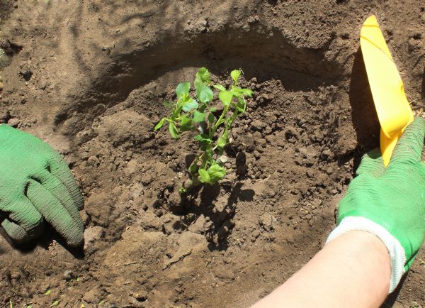 Rose Bush Planting in Santa Ana