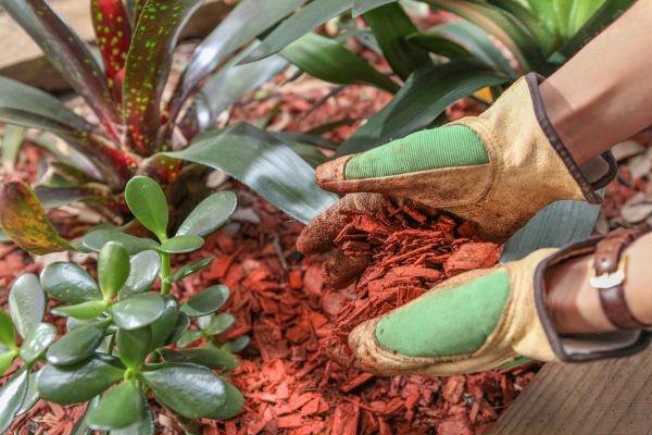 Residential Mulching in Santa Ana
