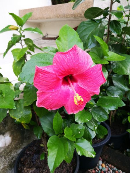 Hibiscus Planting in Santa Ana