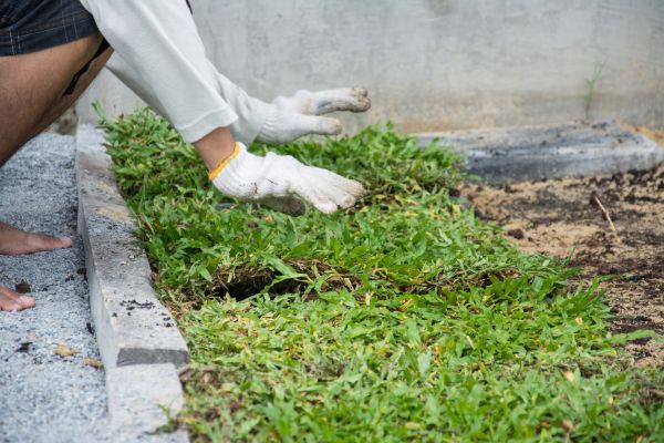 Ground Cover Planting in Santa Ana
