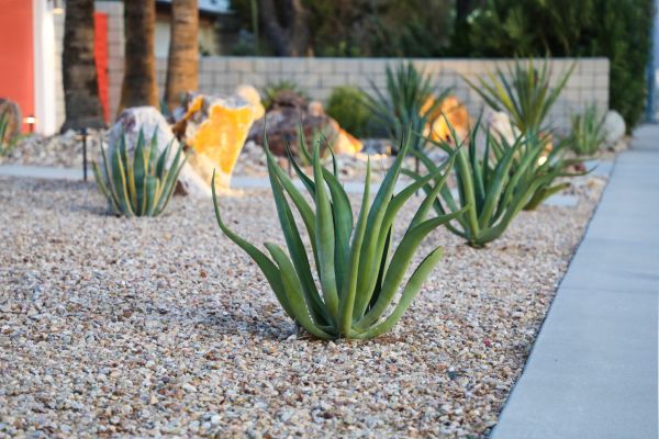 Drought Resistant Landscaping in Santa Ana