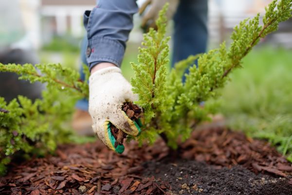 Church Mulching in Santa Ana