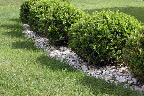 Boxwood Planting in Santa Ana