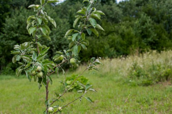 Apple Tree Planting in Santa Ana