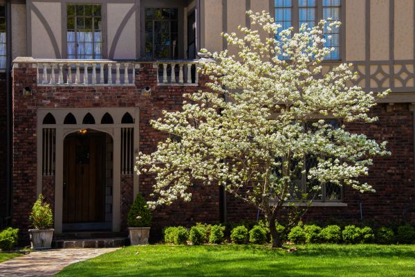 Dogwood Tree Planting in Santa Ana