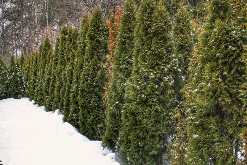 Winter Landscape Planning